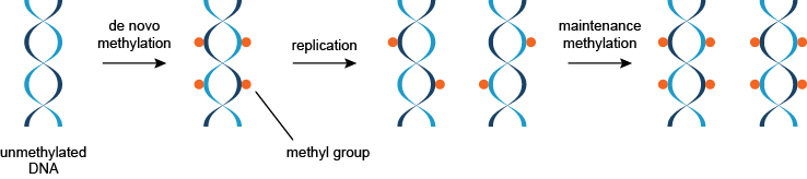 这两种类型的DNA甲基化的